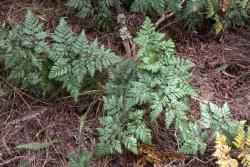 Davallia tasmanii subsp. tasmanii. Sterile plants growing on the ground in leaf litter.
 Image: A.E. Wright © Anthony Wright All rights reserved